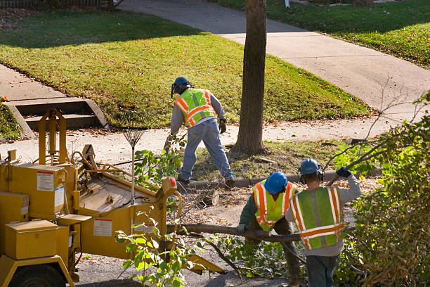 Best Tree Trimming and Pruning  in Deland, FL